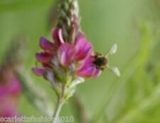 Sainfoin wildflower silage for sale  DARLINGTON