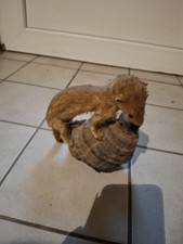 Ausgestopfte tiere gebraucht kaufen  Gillenfeld