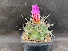 Thelocactus rinconensis ssp usato  Massafra