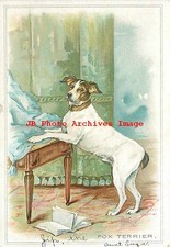 Fox Terrier escalada em uma cadeira com travesseiro azul, 1906 PM comprar usado  Enviando para Brazil