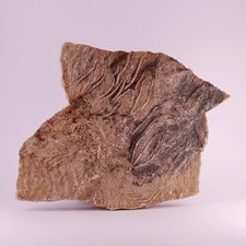 Crinoid fossils charmouth for sale  LEICESTER