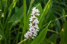 pickerel pond plants for sale  Fairdale