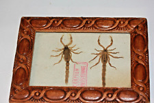 Scorpions taxidermie osteologi d'occasion  Bordeaux-