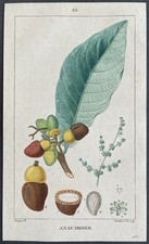 Flore médicale anacardier d'occasion  Limoges-
