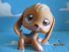 Petshop chien beagle d'occasion  Bailleul