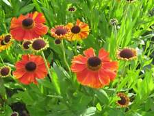 helenium for sale helenium for sale WALLINGFORD