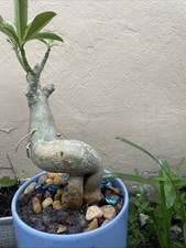 Desert roses beautiful for sale  Hollywood