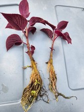 Purple coleus plant for sale  Boca Raton