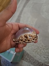 Natural sea tiger for sale  Manassas