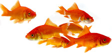 Classic comet goldfish for sale  Palm Bay