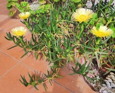 Vaso 5cm carpobrotus usato  Barcellona Pozzo di Gotto