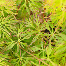 Acer palmatum dissectum for sale  UK