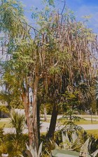 Amazingly moringa tree for sale  Sarasota