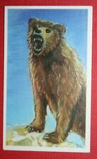 Grizzly bear illustrated for sale  DERBY