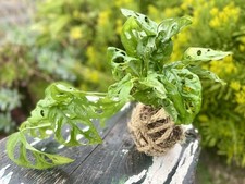 Swiss cheese kokedama for sale  Lomita