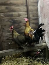 Brown leghorn hatching for sale  CHESTERFIELD