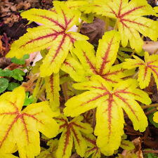 Heucherella alabama sunrise for sale  UK