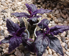 Purple passion velvet for sale  North Adams