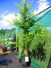 9ft 10ft inc. for sale  OXFORD