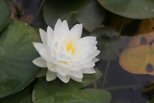 Nymphaea white gonnere for sale  SKEGNESS
