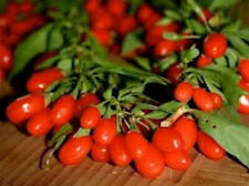 Bacche goji semina usato  Sava