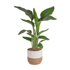 Bird paradise indoor for sale  Newton