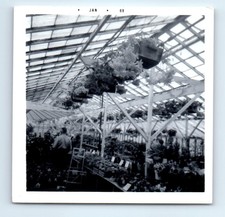 Foto quadrada antiga vintage HOMEM VISÃO TRASEIRA POR TRÁS DENTRO PLANTAS DE ESTUFA comprar usado  Enviando para Brazil