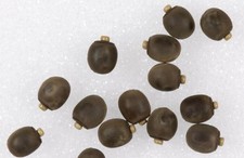 insect eggs for sale insect eggs for sale BOGNOR REGIS