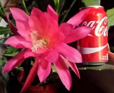 Pink epiphyllum orchid for sale  North Adams