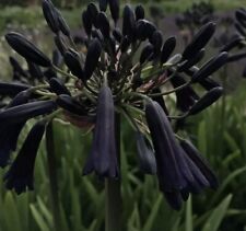 20 sementes de magia negra Agapanthus plantas de jardim pátio limitadas em estoque comprar usado  Enviando para Brazil