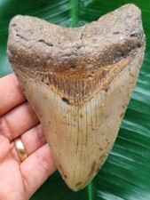 megalodon gebraucht kaufen megalodon gebraucht kaufen Göppingen