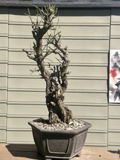Yamadori apricot ume d'occasion  Expédié en Belgium