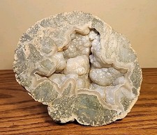 Fossilized echinoid sea for sale  Stafford