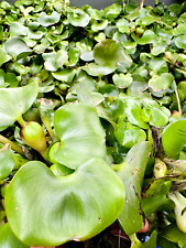 Water hyacinths floating for sale  Long Beach