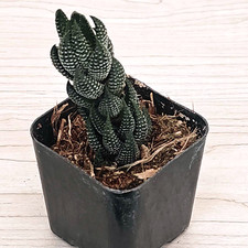 Succulent live plants for sale  San Jose