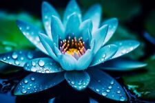 Blue lotus water for sale  BRIDGWATER