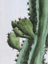 1735 raro vero usato  Urbino
