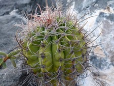 melocactus usato melocactus usato Napoli