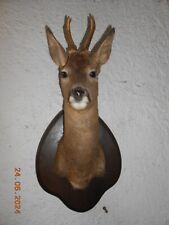 Taxidermie superbe trophée d'occasion  France