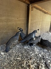 Californian quail eggs for sale  TIVERTON