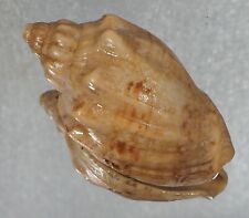 Voluta africana rara usato  Italia