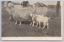 Rppc sheep momma for sale  Washington