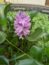 Water hyacinth 100 for sale  Sanger