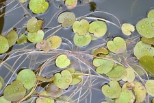 Froschbiss jungpflanzen freisc gebraucht kaufen  Bodenkirchen