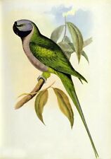 macaw parrot for sale  Shipping to Ireland
