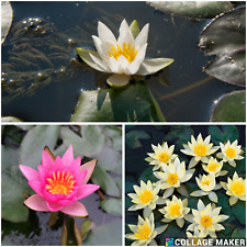 Pygmaea lilly collection for sale  UK