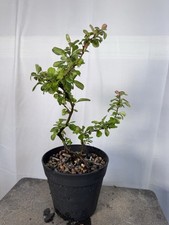 plant 2 15 2 17 for sale plant 2 15 2 17 for sale Arlington