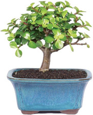 Live dwarf jade for sale  Los Angeles