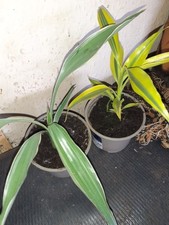 small bamboo plants for sale small bamboo plants for sale SWINDON