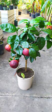Citrus meyeri sinensis gebraucht kaufen  Nordkirchen